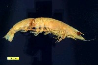 藏品(日本對蝦)的圖片